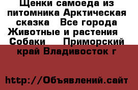 Щенки самоеда из питомника Арктическая сказка - Все города Животные и растения » Собаки   . Приморский край,Владивосток г.